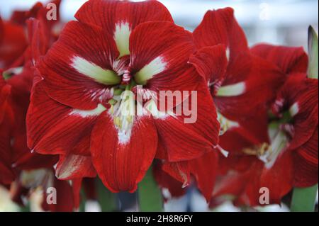 Hippeastrum rosso e bianco (Amaryllis) Barbados fiorisce in un giardino nel mese di aprile Foto Stock