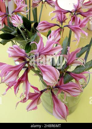 Un bouquet di hippeastrum rosa e bianco (Amaryllis) Rosario nel mese di aprile Foto Stock