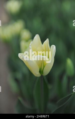 I tulipani viridiflora (Tulipa) lo Spirito verde fioriscono in un giardino nel mese di aprile Foto Stock