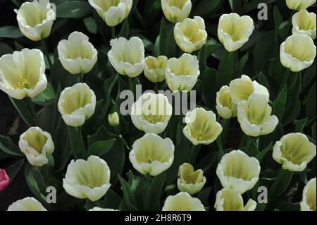 I tulipani viridiflora (Tulipa) lo Spirito verde fioriscono in un giardino nel mese di aprile Foto Stock