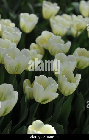 I tulipani viridiflora (Tulipa) lo Spirito verde fioriscono in un giardino nel mese di aprile Foto Stock