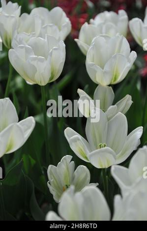 I tulipani viridiflora (Tulipa) lo Spirito verde fioriscono in un giardino nel mese di aprile Foto Stock