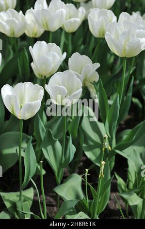 I tulipani viridiflora (Tulipa) lo Spirito verde fioriscono in un giardino nel mese di aprile Foto Stock