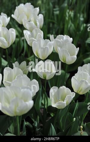 I tulipani viridiflora (Tulipa) lo Spirito verde fioriscono in un giardino nel mese di aprile Foto Stock