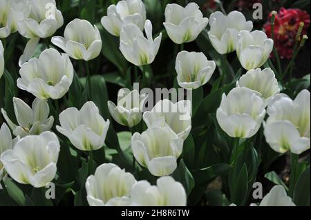 I tulipani viridiflora (Tulipa) lo Spirito verde fioriscono in un giardino nel mese di aprile Foto Stock