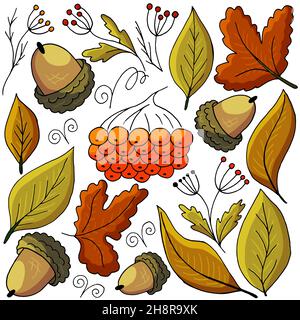 Set di illustrazioni sul tema autunnale. Rowan, ghiande e foglie in stile disegno a mano. Collezione di illustrazioni vettoriali per il vostro disegno. Segno, bastone Illustrazione Vettoriale