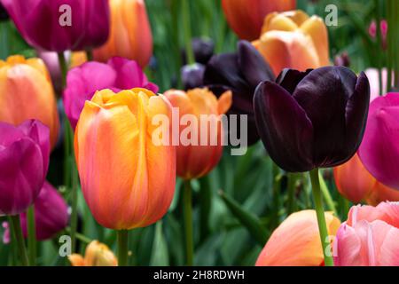 Primo piano di tulipani, ampia varietà di colori. Piante verdi sullo sfondo. Missouri Botanical Garden, St. Louis, Missouri. Foto Stock