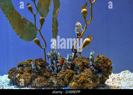 Particolare dei cavallucci marini (Hippocampus) pesci d'acqua salata all'interno dell'Acquario di Genova, il più grande acquario d'Europa, Liguria, Italia Foto Stock