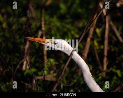 Snowy Egret a Staten Island Preserve, California Foto Stock