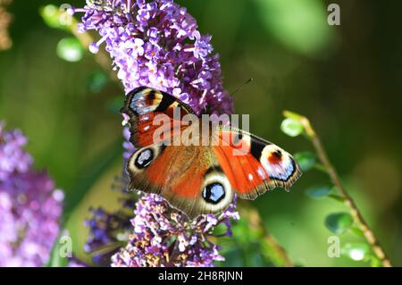 Una farfalla di pavone (aglais io) sulla fioritura di un buddleia o cespuglio di lilla estiva (Buddleja davidii) in Scotland.Wwith suoi grandi 'occhi' sulle ali a. Foto Stock