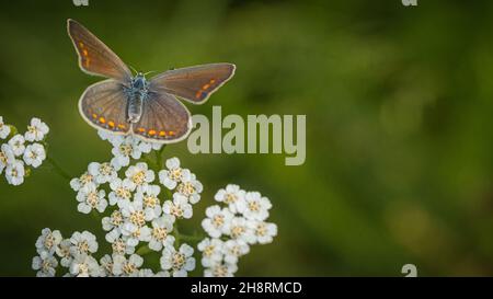 farfalla colorata su fiori bianchi Foto Stock