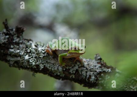 La rana europea ha un pisolino sul ramo. Macro in Bulgaria. Rana di albero nei monti Rhodope Foto Stock