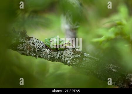 La rana europea ha un pisolino sul ramo. Macro in Bulgaria. Rana di albero nei monti Rhodope Foto Stock