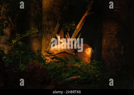 Capriolo nella foresta. Fauna selvatica in Europa durante la primavera. Ultima luce. Foto Stock