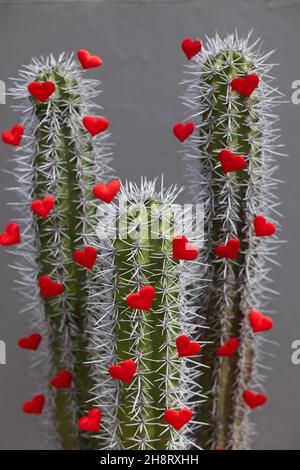 Cactus con grandi spine e piccoli cuori rossi su di esso. Messa a fuoco selettiva. Foto Stock