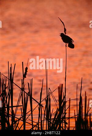 Blackbird dalle ali rosse della specie Agelaius phoeniceus fa la sua ultima chiamata al McGinnis Slough in Orland Park, Ilinois Foto Stock