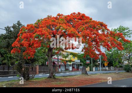 royal poinciana, (Delonix regia), detto anche albero fiammeggiante o pavone albero Foto Stock