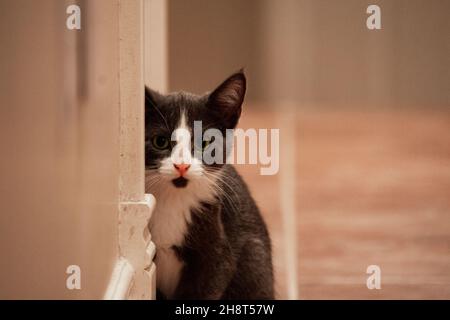 3 mesi di gattino grigio e bianco mezzo nascosto dietro il telaio della porta in corridoio Foto Stock