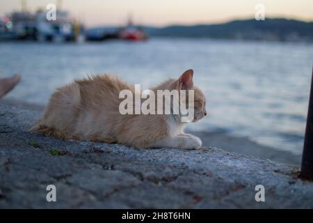 Gatto giallo, gatto giallo seduto sul molo che guarda al mare al tramonto Foto Stock