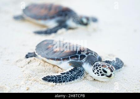 Due tartarughe marine giovani sono rilasciate di nuovo nella natura selvaggia presso il Turtle Rehabilitation Center presso il Four Seasons Resort a Kuda Huraa, Maldive. Data foto: 18 novembre 2021. Vedi la storia della Pennsylvania AMBIENTE Turtle Maldive. Reefscapers, agenzia ambientale con sede a Maldive, che rilascia tartarughe riabilitate, ha aiutato l'infermiere oliva ridley tartaruga di mare aprile di nuovo alla salute prima di essere ricollocata nella sua nuova casa a Sea Life Loch Lomond. Aprile è stato trovato galleggiante sulla superficie dell'oceano in Atollo di Rea nelle Maldive, impigliato in una rete da pesca scartata con la sua flipper anteriore destra mancante e un sacchetto di plastica intorno h Foto Stock