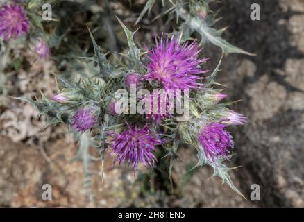 Thistle dei Pirenei, Carduus carlinoides, in fiore nei Pirenei alti. Foto Stock