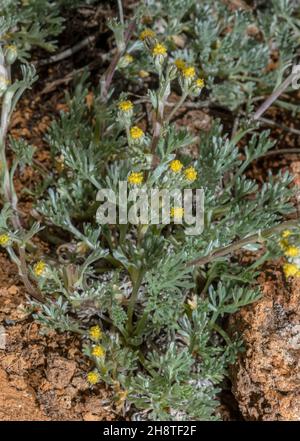 Bianco genepì, Artemisia umbelliformis, in fiore nelle alte Alpi. Foto Stock