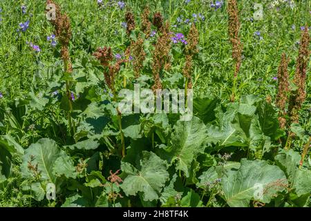 Monk's-rabarbaro, Rumex alpinus in fiore in pascoli alpini ricchi di nutrienti. Foto Stock