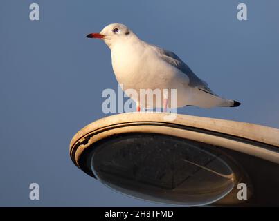 Gabbiano con testa nera nel piumaggio invernale sulla parte superiore della lampada. Foto Stock