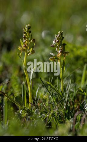 Rana Orchidea, Dactylorhiza viridis, in fiore in prateria montana. Foto Stock