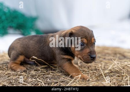 Il marrone Jack Russell di un mese si erge su un fieno. Fuori per la prima volta, temi animali, fuoco selettivo, sfocatura. Foto Stock