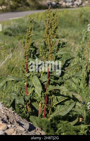 Monk's-rabarbaro, Rumex alpinus in fiore sulla strada, Alpi francesi. Foto Stock