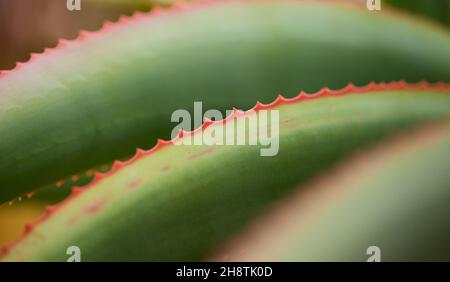 Aloe speciosa aka aloe testa tilt-head foglie succulente con bordi rossi, sfondo naturale macro floreale Foto Stock