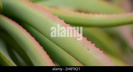 Aloe speciosa aka aloe testa tilt-head foglie succulente con bordi rossi, sfondo naturale macro floreale Foto Stock