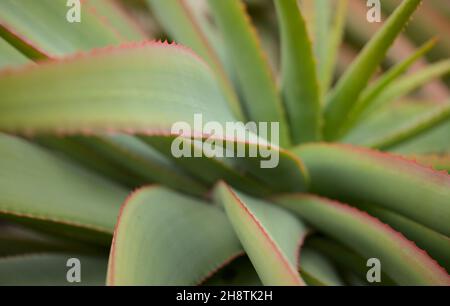 Aloe speciosa aka aloe testa tilt-head foglie succulente con bordi rossi, sfondo naturale macro floreale Foto Stock