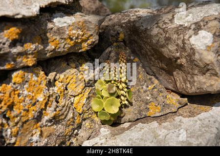 Regno Unito, Galles, Pembrokeshire, Bosherston, Navelwort (Wall Pennywort) che crescono su un muro di pietra Foto Stock