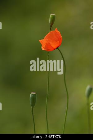 Papavero a testa lunga, papaver dubium ssp dubium, in fiore e frutta. Foto Stock