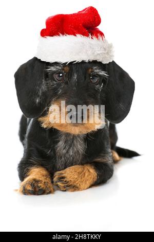 Cute dachshund con santa Hat isolato su bianco Foto Stock