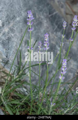 Lavanda, Lavandula angustifolia, coltivando selvaggio in gola di calcare, Alpi Marittime. Foto Stock