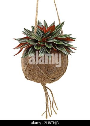 Peperomia caperata rosso con foglie verde scuro e rosse piantate in pentola appesa di fibra di cocco isolata su sfondo bianco Foto Stock