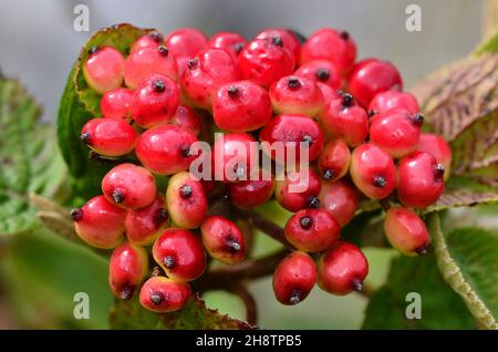 Stagionatura di alberi di acino. Foto Stock