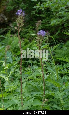 Scovata alpina, Cicerbita alpina, Foto Stock