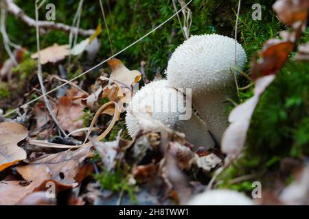 Primo piano di palline comuni Foto Stock