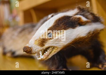 Sherwood Forest, Regno Unito - 17 Nov, 2021: Primo piano di un Badger imbottito in una riserva naturale a Nottinghamshire, Regno Unito Foto Stock