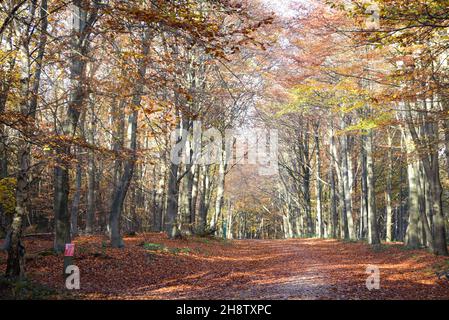 Sherwood Forest, UK - 17 Nov, 2021: Foglie e colori autunnali in Sherwood Forest, Sherwood Pines, Nottinghamshire, Regno Unito Foto Stock