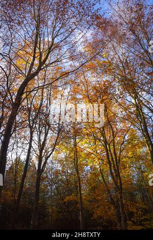 Sherwood Forest, UK - 17 Nov, 2021: Foglie e colori autunnali in Sherwood Forest, Sherwood Pines, Nottinghamshire, Regno Unito Foto Stock