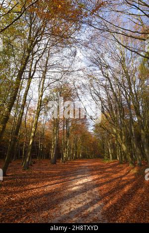 Sherwood Forest, UK - 17 Nov, 2021: Foglie e colori autunnali in Sherwood Forest, Sherwood Pines, Nottinghamshire, Regno Unito Foto Stock