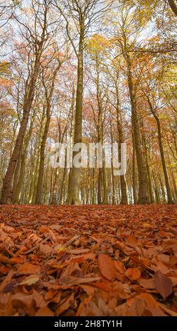 Sherwood Forest, UK - 17 Nov, 2021: Foglie e colori autunnali in Sherwood Forest, Sherwood Pines, Nottinghamshire, Regno Unito Foto Stock