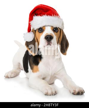 Carino cucciolo di aquila con cappello di santa isolato su bianco Foto Stock