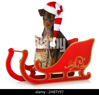 Cucciolo e gattino su una slitta santa rossa Foto Stock