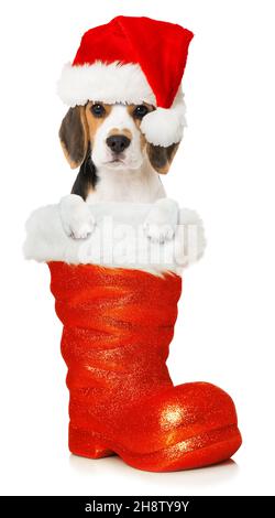 Cucciolo di Beagle seduto in un babbo natale Foto Stock